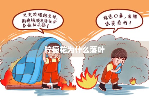 柠檬花为什么落叶